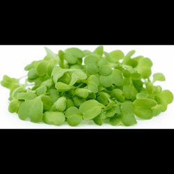 Chinese Cabbage Micro Greens