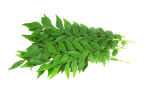 Fresh Curry leaves/bunch