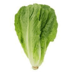 Fresh Romaine Lettuce