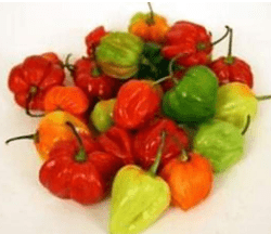 Fresh Scotch Bonnet/ Habanero/500gms