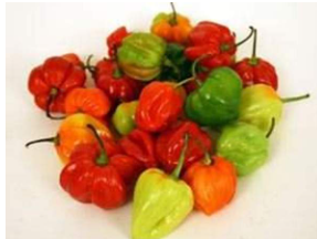 Fresh Scotch Bonnet/ Habanero/500gms